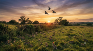 A peaceful Hampshire field at sunset, teeming with numerous wild rabbits grazing in the grass, while three crows fly across a golden-hued sky."