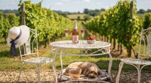 A sunny outdoor photograph captures a relaxing scene in a vineyard. In the foreground, a white wrought iron table and two matching chairs rest on a gravel path. A wide-brimmed straw hat with a dark blue polka dot ribbon is draped over the left chair. On the table, there is a bottle of pink sparkling rosé, two flutes of the same drink, and a small bowl of fresh strawberries. Underneath the table, a light brown, curly-haired dog is sleeping peacefully on a blanket. In the background, rows of lush green grapevines stretch into the distance under a blue sky with light clouds, leading towards rolling hills.